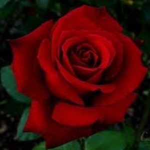 Meet your Posher, Nur